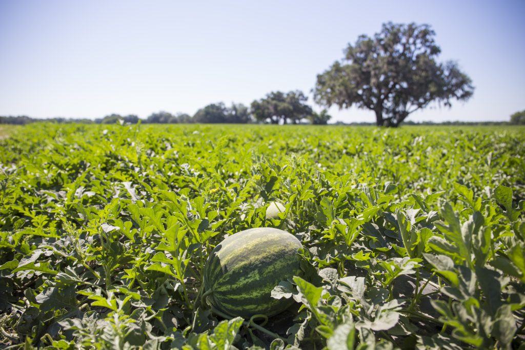 Featured image for “North Florida Melon Producers Benefitting from High Market Demand”