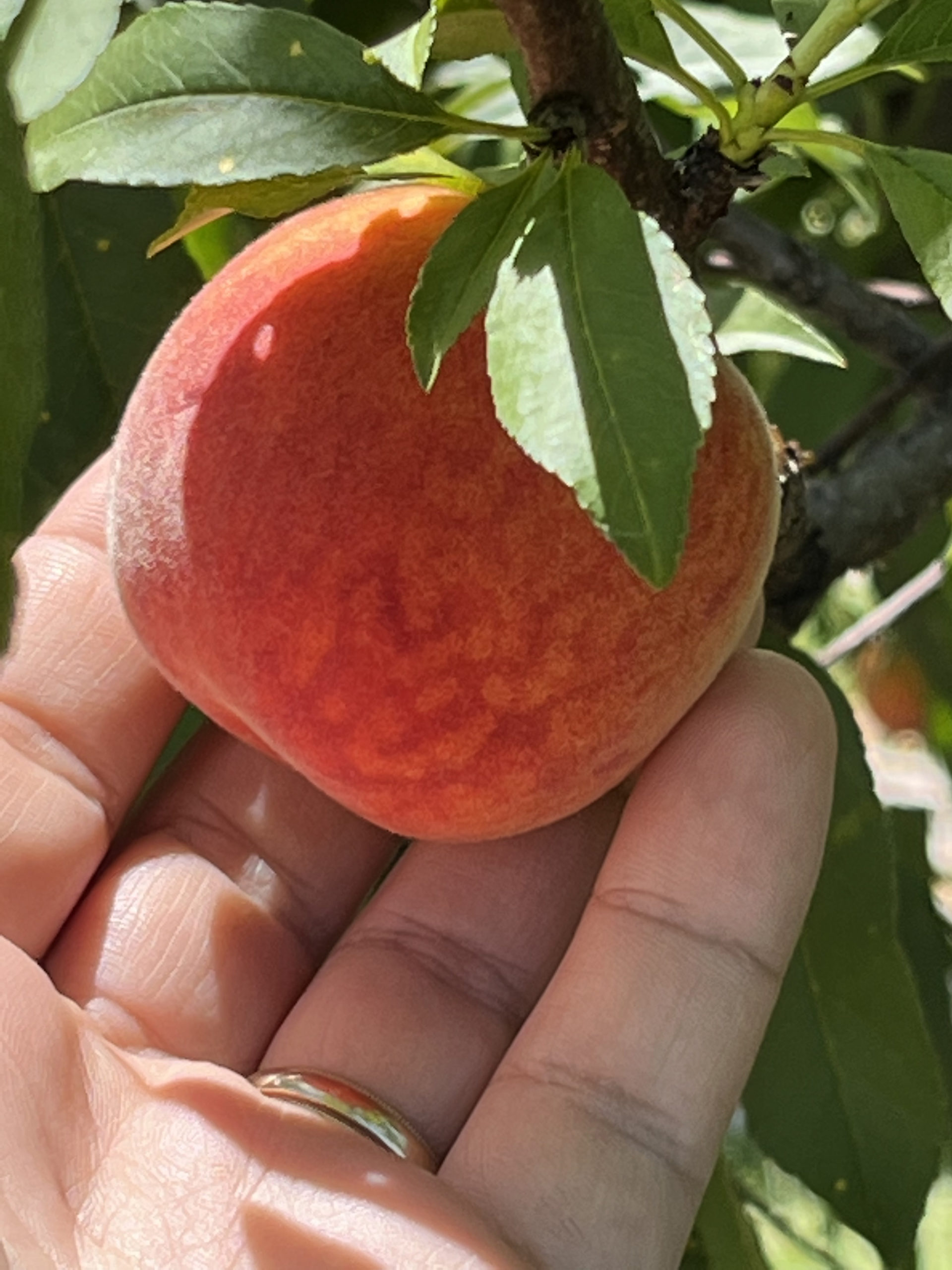 Featured image for “Peach Production Management Strategies”