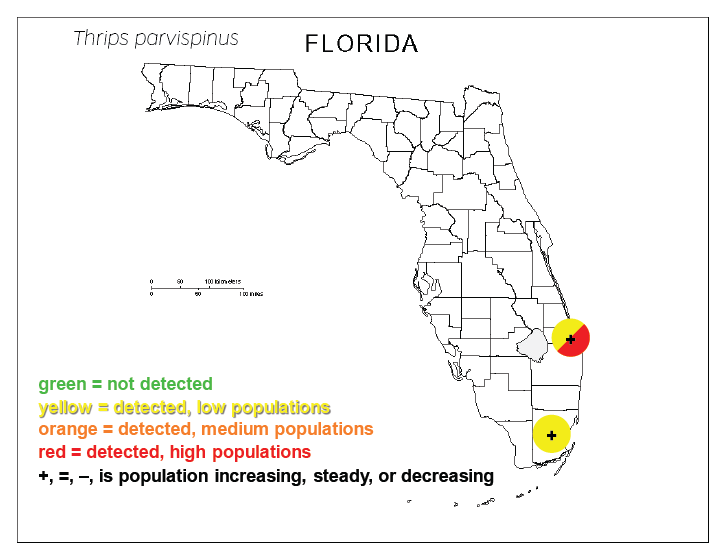 Featured image for “Thrips Parvispinus Levels Range Throughout South Florida”