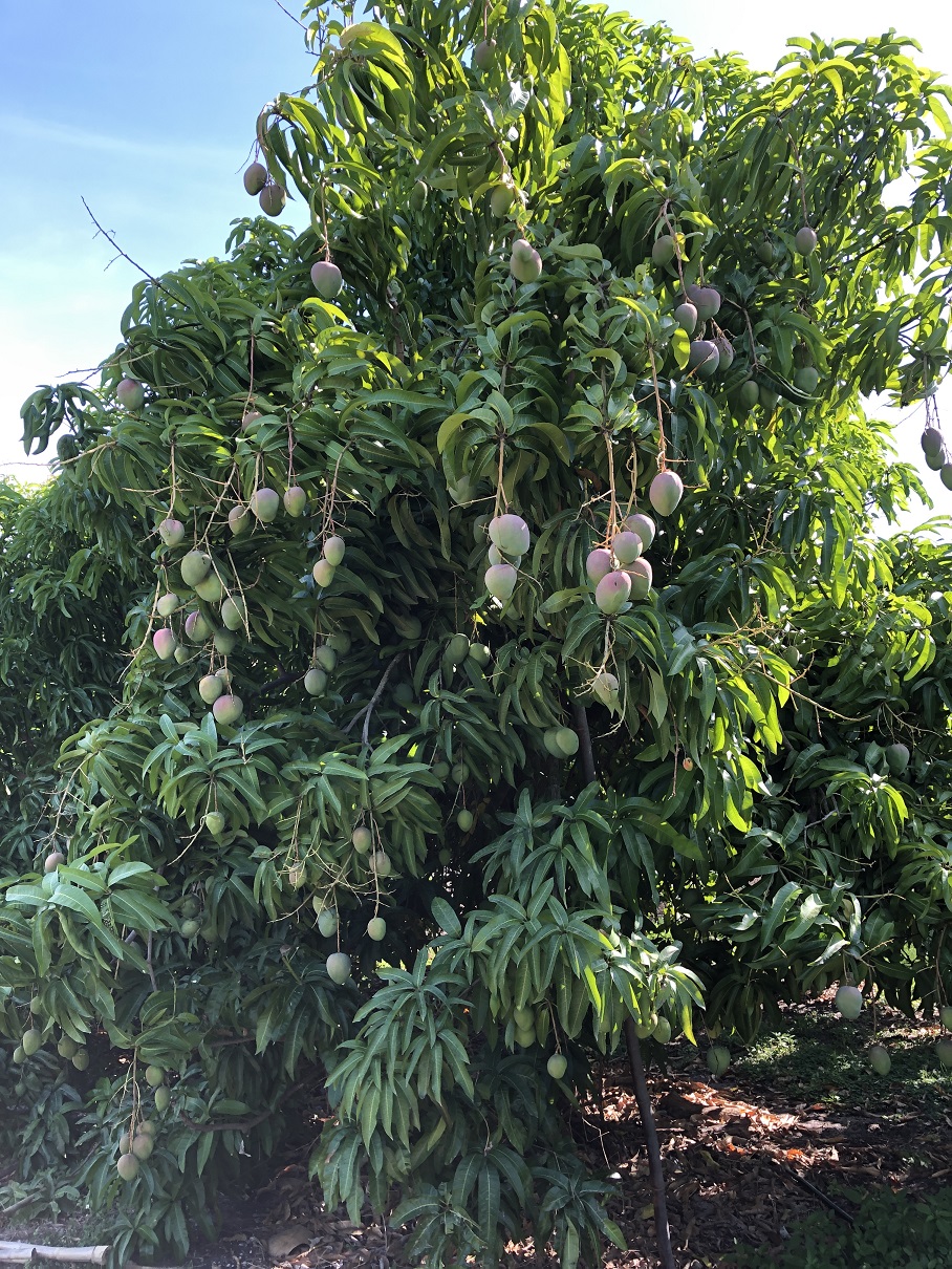 Featured image for “Florida Mango Production and Marketing Seeing Changes in 2023”
