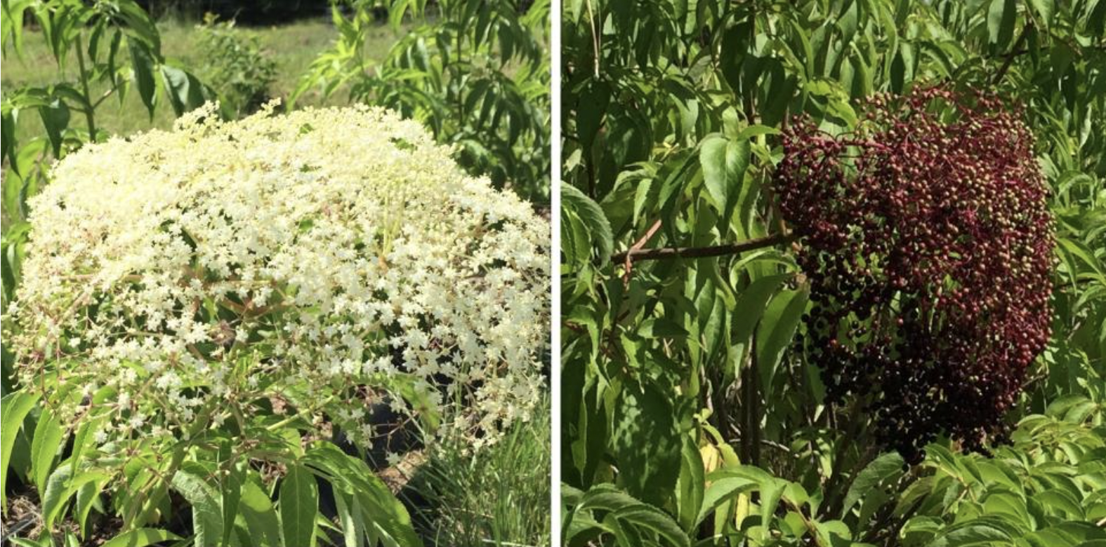 Featured image for “Elderberry Grows in Popularity Due to Health Benefits”