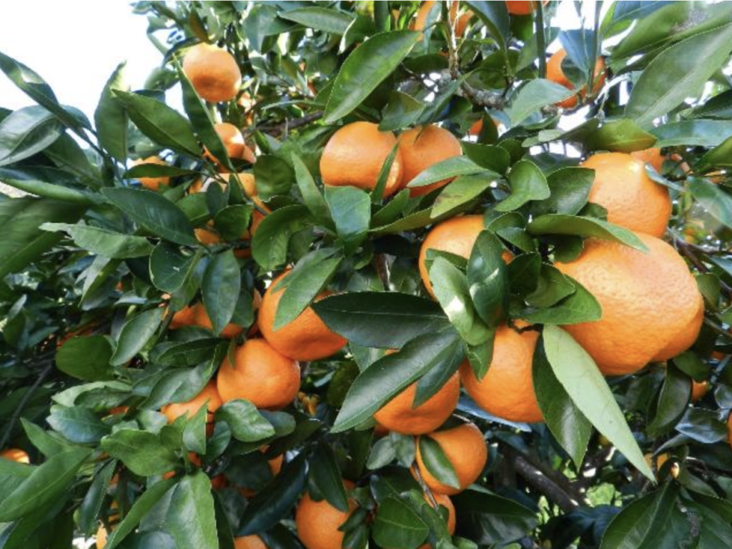 Cold-Hardy Citrus