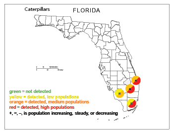 Featured image for “Caterpillar Pressure Varies in South Florida”