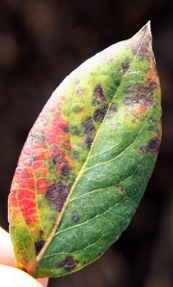 Leaf Rust